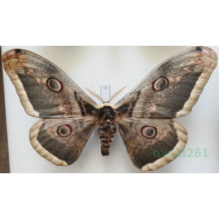Saturnia pyri (Denis & Schiffermüller, 1775) male Pawica gruszówka ex. ovo Czech 109mm13